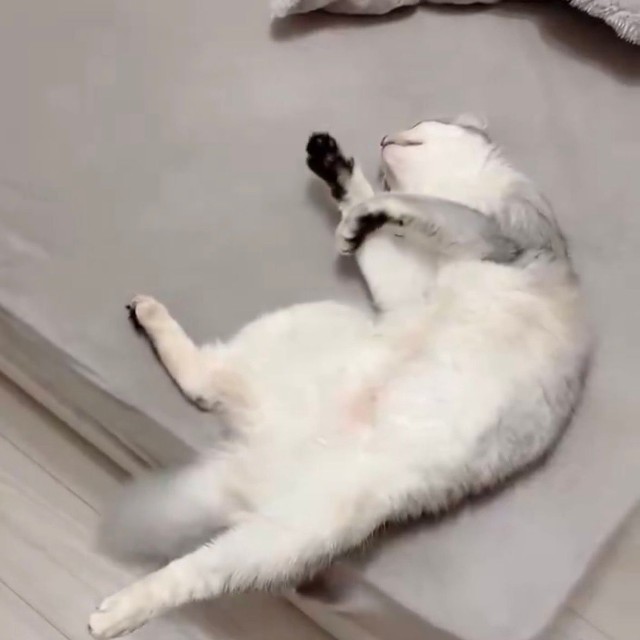 撫でられた余韻でﾖｲｻﾖｲｻしてるそばちゃん（提供：そばちゃんさん）