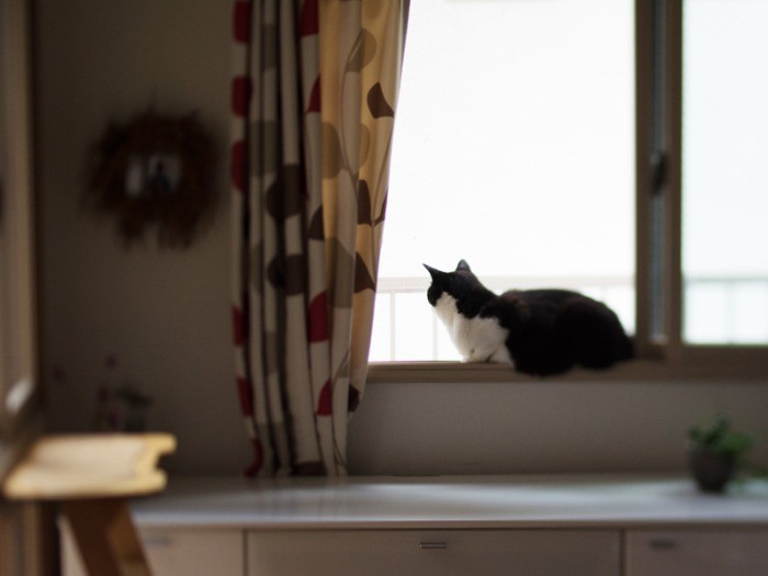 「この家、夏は涼しいけど日当たりが悪いだけじゃん。おばちゃんは『兼好法師の思想』だとか言うけどさ」（小林写函撮影）