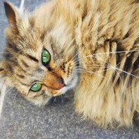 外猫だった頃、グリーンの瞳に吸い込まれるよう