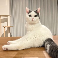 目でものを言うフクちゃん＝立ち耳スコのフクさん（@fukuneko_47）提供