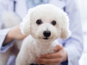 不妊・去勢手術で予防できる犬の生殖器の病気　手術を選択しないなら早期発見に全力を