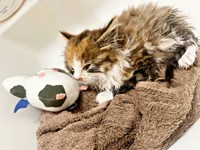 保護から2日、下痢がひどくお尻まわりを毎日洗ってケアを受けたニコちゃん（画像提供：保護ねこ ニコちゃん）