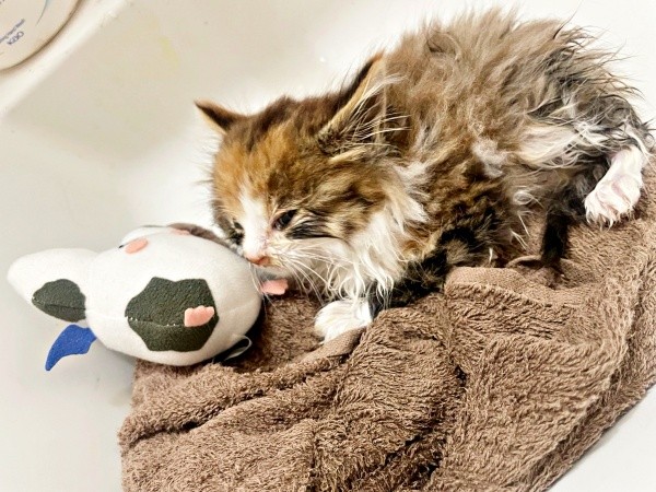 保護から2日、下痢がひどくお尻まわりを毎日洗ってケアを受けたニコちゃん（画像提供：保護ねこ ニコちゃん）