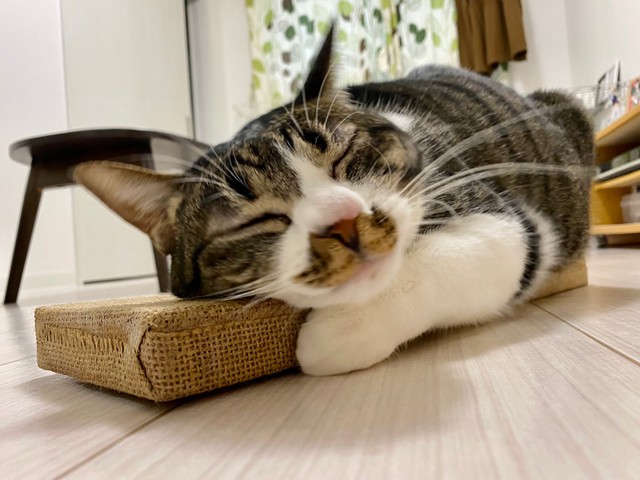 今も爪研ぎ気に入っています（提供写真）