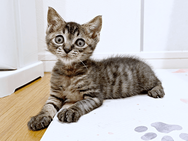 少しずつ元気を取り戻したふくくん（画像提供：むぎさん）