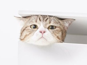 漱石デビュー作「吾輩は猫である」　猫たちの一人語り