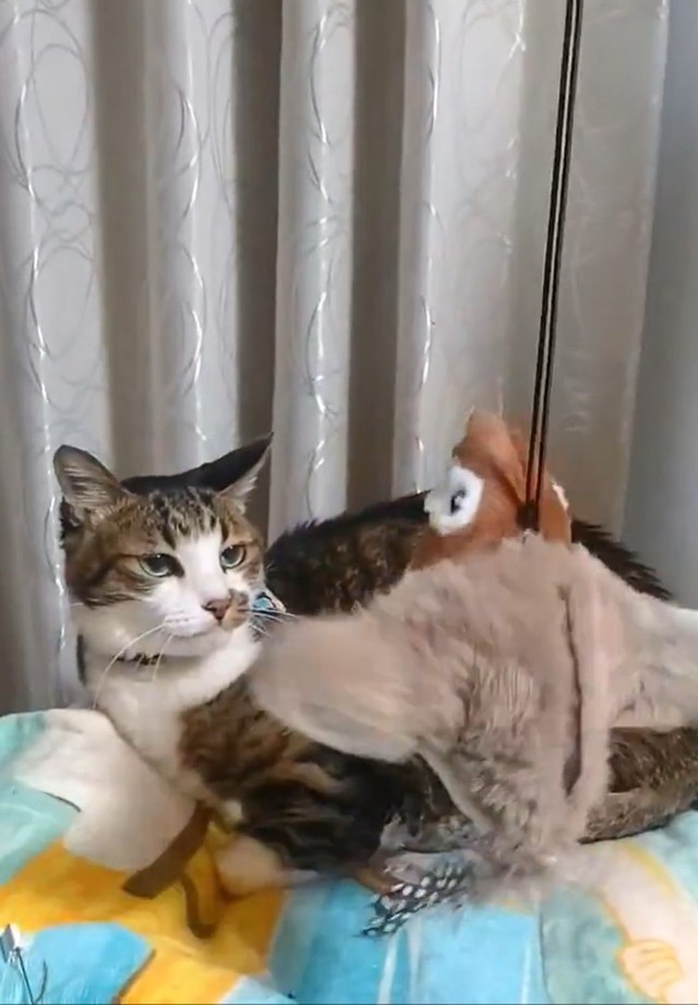 全く動じません…！（画像提供：suisさん）