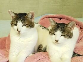 これぞ以心伝心？　ウトウトする兄妹猫のポーズがそっくり〈sippoおもしろ写真〉