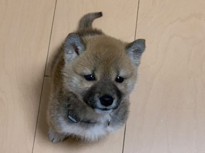 家にきたころの「カンタ」


