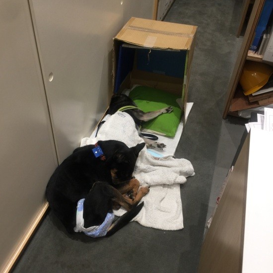 ベリオはいつもお姉ちゃんと一緒