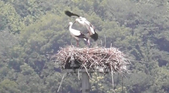コウノトリひなの巣立ちを確認　香川・まんのう町