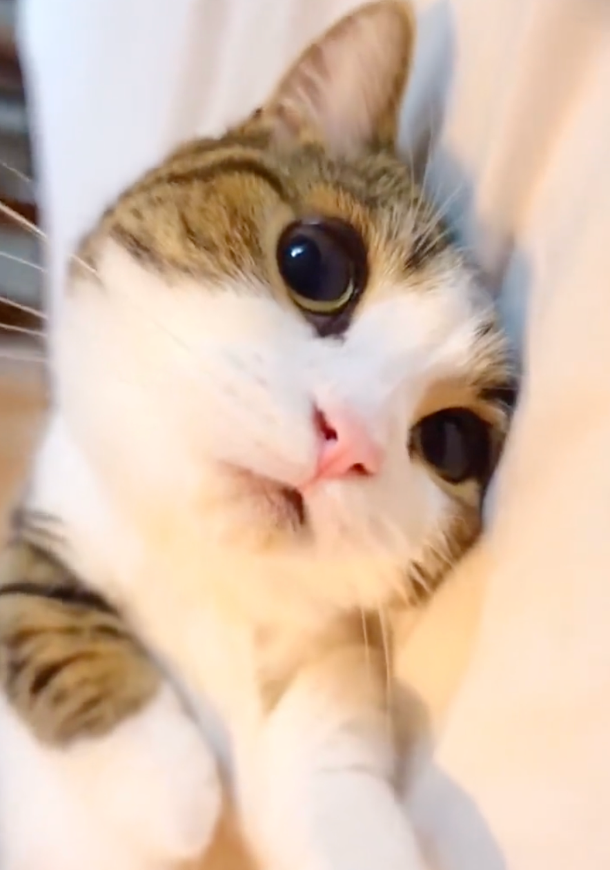 抜け殻のような表情のひなたくん＝しずわらひなたさん（@shizuwarahinata）提供