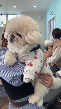 大きなぬいぐるみみたい！（画像提供：ペキニーズのぱるくん）