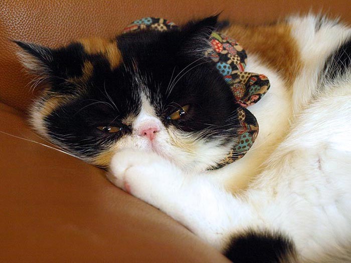 人なつっこいイクラ、抱っこしたらふわっふわでした