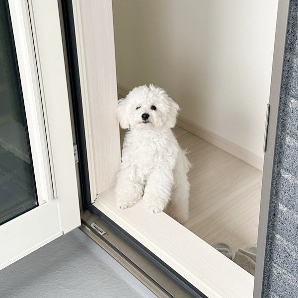 飼い主さんが洗濯物を干すのを見守るムーンちゃん（画像提供：めろみちゃんとむんちゃんさん）