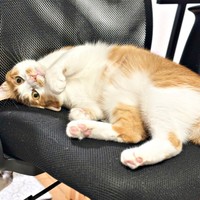 椅子の上でゴロンと寝そべるミミちゃん（画像提供：neko好きさん）