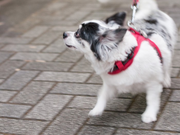 「あそこでアイス食べてるの、イタリアンレストランのマスターじゃない？」（小林写函撮影）