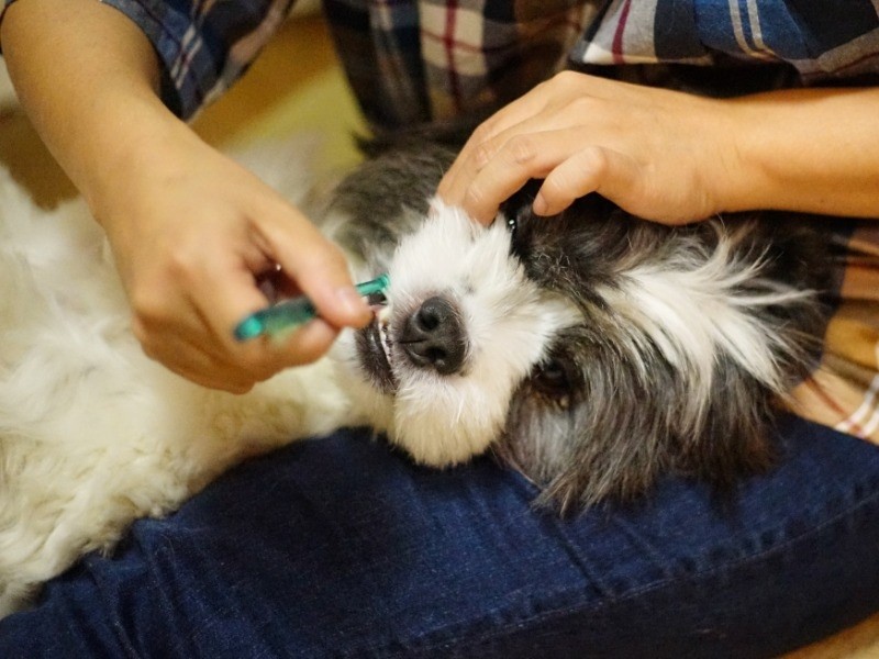 食べた後は歯磨きだ（じっとして偉い）