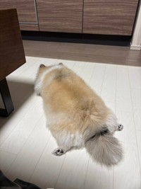 モモンガみたいな姿になっためるちゃん（提供：ポメチワ める🐾さん）