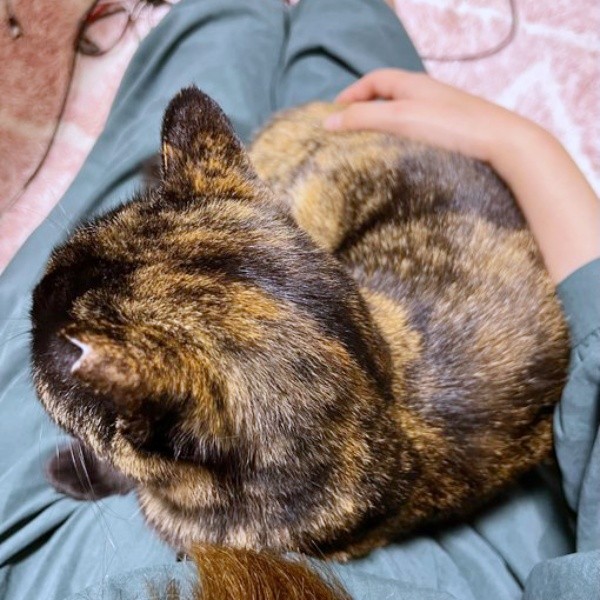 くるみちゃんの“お膝乗り記念日”。2枚目のショット（画像提供：サビ猫くるみさん）