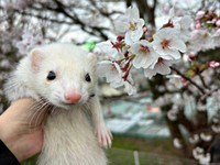 つぶらな瞳が愛らしいフェレットのるーさん（画像提供：うたちゅん 夫婦共同どうぶつ垢さん）