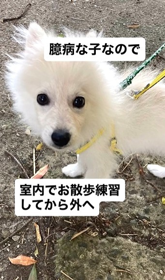 迎えた当初はとても臆病だった蘭丸くん（飼い主さん提供、Instagramよりキャプチャ撮影）