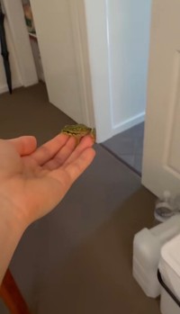 手に乗せ、外に逃しに／ちぃさきさん（@shintotosakina）提供