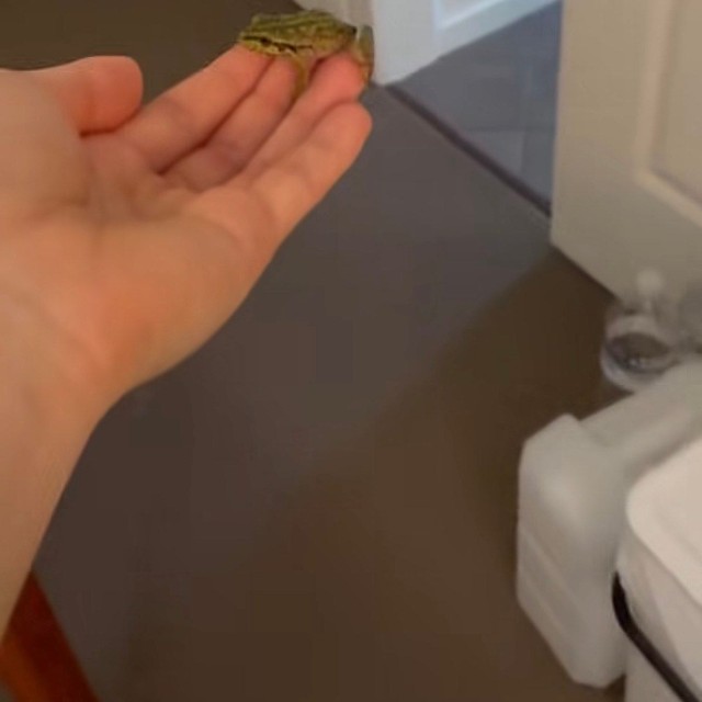 手に乗せ、外に逃しに／ちぃさきさん（@shintotosakina）提供