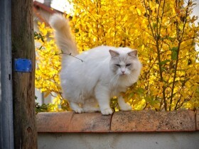 フランスで撮影　カワイイ猫が撮れるはずが…街に猫がいない！