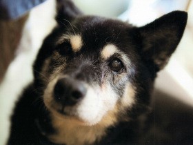 愛犬「ネネ」が教えてくれた亡き父との散歩道　書店の前でお座り