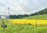 滋賀県に田んぼを借りて米作りをしている（画像提供：はさかけ）