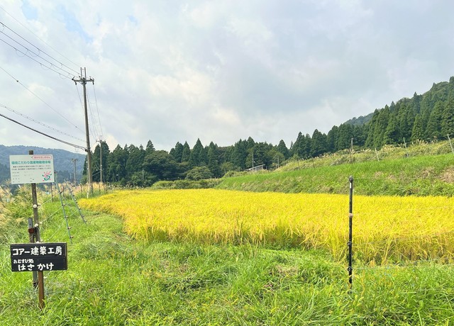 滋賀県に田んぼを借りて米作りをしている（画像提供：はさかけ）