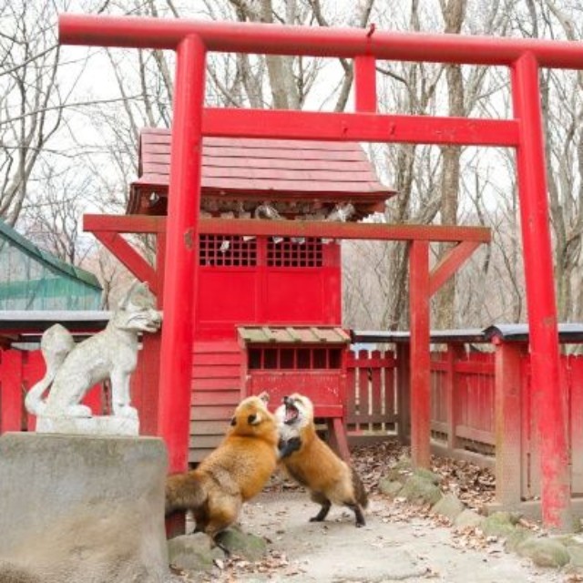 「宮城蔵王キツネ村」内の神社でじゃれあう2匹のキツネ（画像提供：狐仙人乃弟子 トコノ オルタさん）