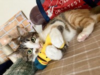 ぎゅーからの噛み噛み＝mozuku_1020さん提供