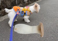 エリンギそっくりのワンちゃんが話題に（飼い主さん提供） 