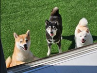 仲良く遊ぶ（左から）赤柴「ずんだ」ちゃん、黒柴「小豆」ちゃん、白柴「安豆」ちゃん（画像提供：黒柴小豆と白柴安豆と赤柴ずんだはタヌキさん）