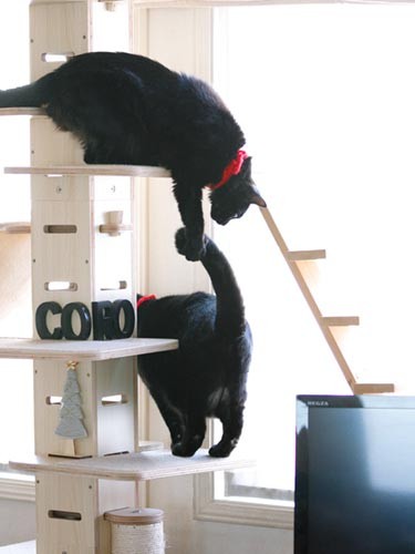 とくに仲が良いというわけではないころ美（上）ところすけ（下）ですが、2匹だけが接待してくれました。ありがたやー。