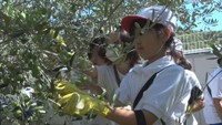 オリーブの収穫を体験する児童　池田小学校　香川県小豆島町池田　9日