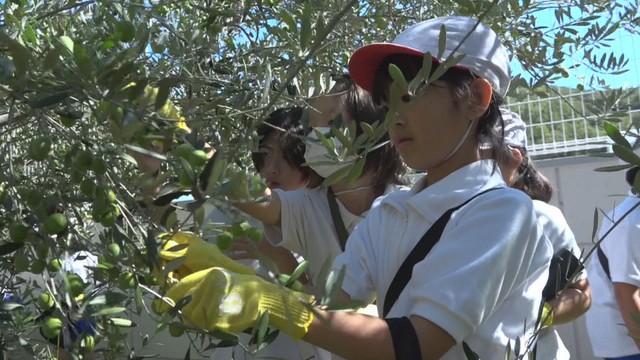 オリーブの収穫を体験する児童　池田小学校　香川県小豆島町池田　9日