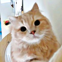 見守りカメラをじっと見つめるつきみくん（画像提供：つきみねこさん）