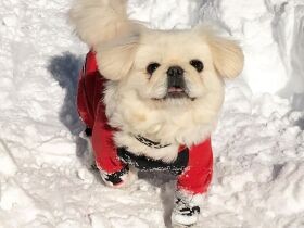 初めての雪山遊びでは皆が驚くほどにのびのびと　保護ペキニーズの「メイリ－」