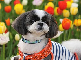 きれいなお花に囲まれて大好きなお散歩　シーズーの「ペペ」