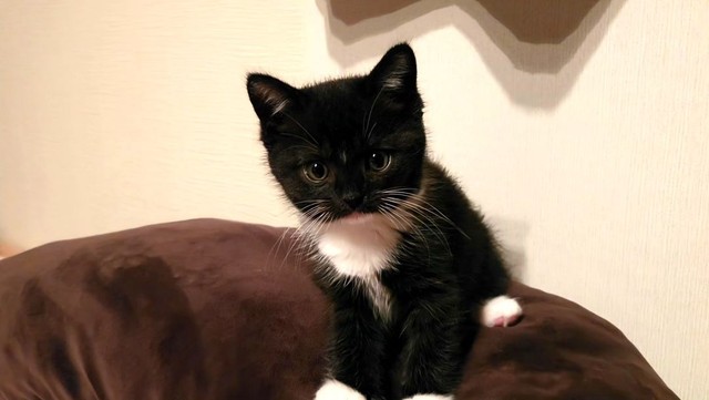 ワクチン注射から逃げ出してガラス戸に激突!? 元気すぎる子猫を迎え