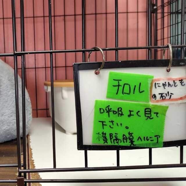 この子は横隔膜ヘルニアでケアを受けている