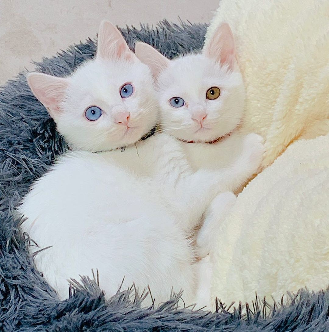 とある猫様せんよう B03-049.png