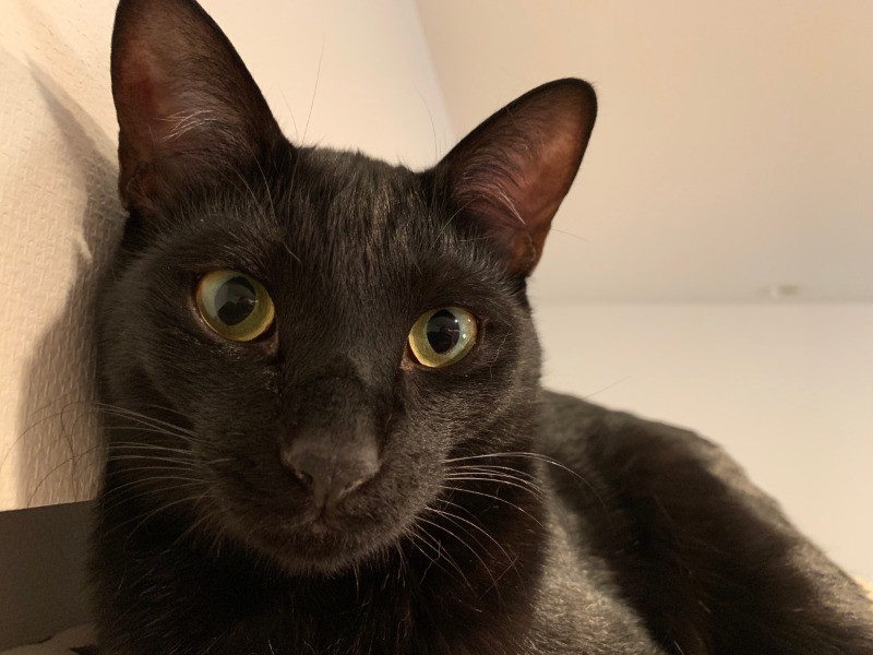 ごろりん、フェスターをいつも舐めてあげる優しいゴメズ