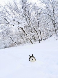 顔だけひょっこり！ 雪に埋まってくつろぐハウルくん（画像提供：ゆきまるさん）