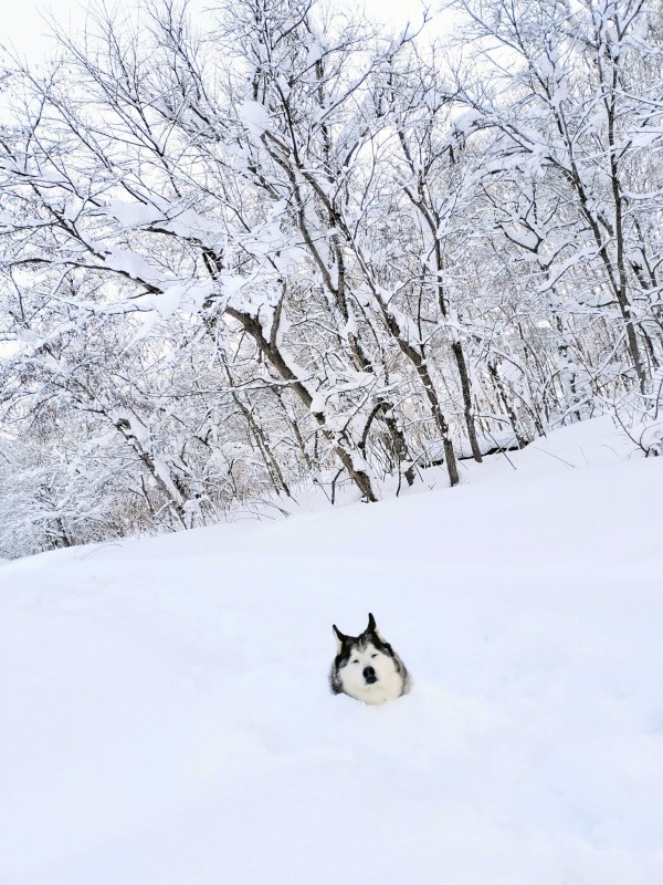 顔だけひょっこり！ 雪に埋まってくつろぐハウルくん（画像提供：ゆきまるさん）