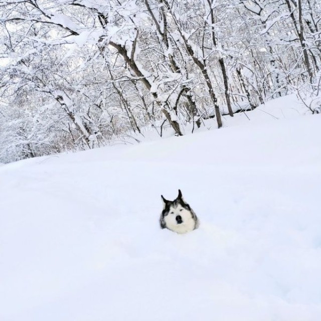顔だけひょっこり！ 雪に埋まってくつろぐハウルくん（画像提供：ゆきまるさん）