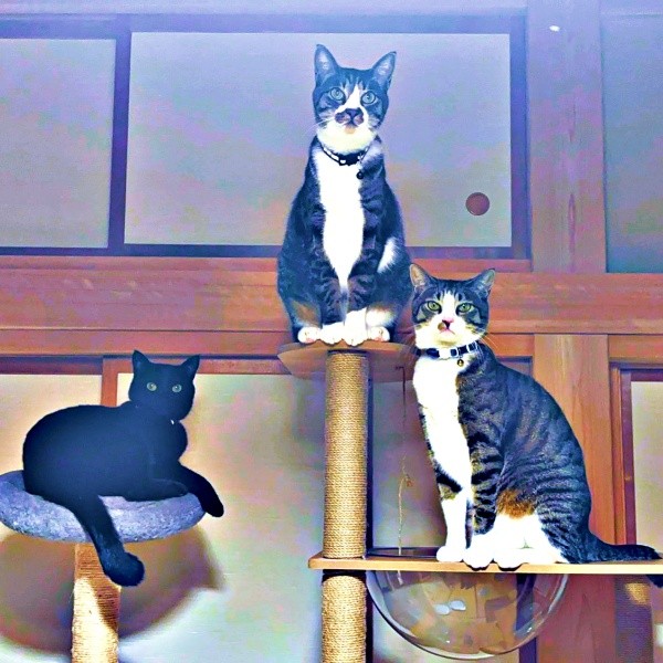 2025年、2歳を迎えた（左から）ジョンさん、ロッキーくん、チャームくん（画像提供：みぃ～みぃ～ちゃんとジャミラズさん）